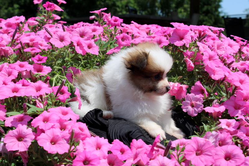 puppy, for, sale, Pomeranian, Matthew B. Stoltzfus, dog, breeder, Gap, PA, dog-breeder, puppy-for-sale, forsale, nearby, find, puppyfind, locator, puppylocator, aca